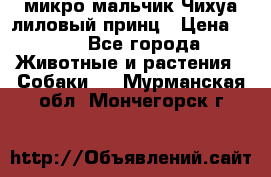 микро мальчик Чихуа лиловый принц › Цена ­ 90 - Все города Животные и растения » Собаки   . Мурманская обл.,Мончегорск г.